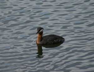 Horned Grebe