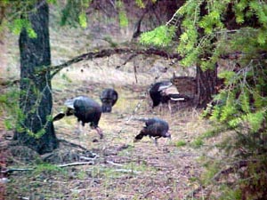 Wild Turkeys