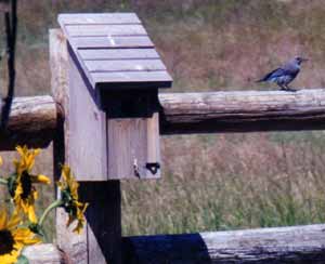 Mountain Blue Bird