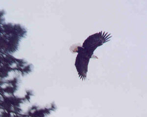 Bald Eagle