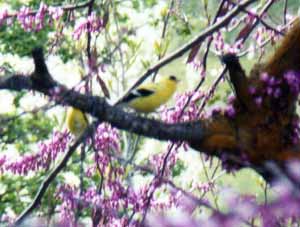 Gold Finches