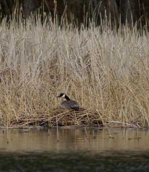 Canadian Goose nesting 