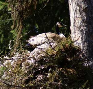 Canadian Goose nesting in tree