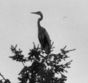 Blue Heron in tree