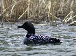 Loon