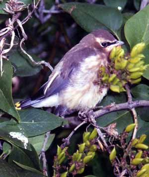 Cedar Wax Wing