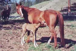 Sorrel - Polish Arabian Mare and Foal