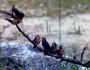 Swallows at Feeding