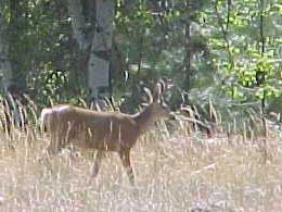 Whitetail buck on its morning rounds